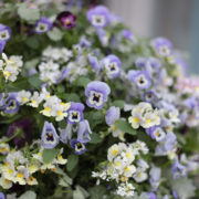 ビオラの寄せ植えギャザリング